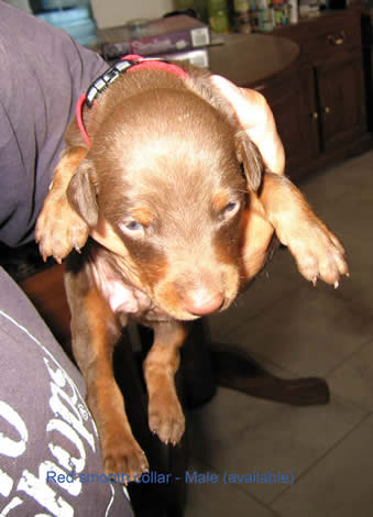 Same Puppy in series w/smooth red collar